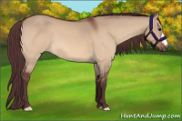 Horse Color:Chocolate Bay Dun 