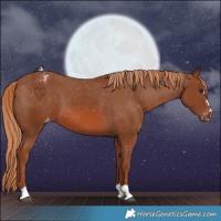 Horse Color:Chestnut Appaloosa 