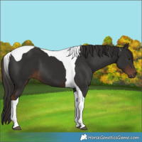 Horse Color:Liver Chestnut Tobiano 