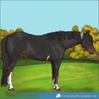 Horse Color:Liver Chestnut Tobiano 