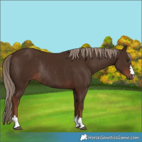 Horse Color:Liver Chestnut Rabicano 