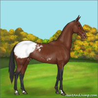 Horse Color:Brown Appaloosa Rabicano 