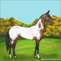 Horse Color:Bay Appaloosa Rabicano