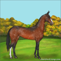Horse Color:Bay Snowflake Varnish 