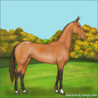 Horse Color:Buckskin Appaloosa Rabicano 