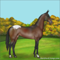 Horse Color:Brown Appaloosa