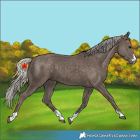 Horse Color:Unknown 