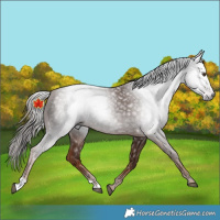 Horse Color:Gray Chestnut 