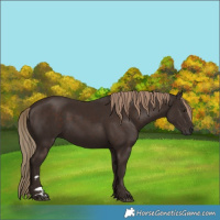 Horse Color:Liver Chestnut Rabicano 