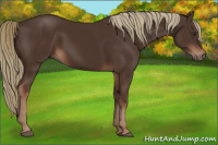 Horse Color:Liver Chestnut Rabicano 