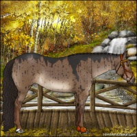 Horse Color:Gray Liver Red Dun Brindle 