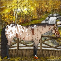 Horse Color:Brown Dun Appaloosa Brindle 