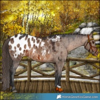 Horse Color:Brown Dun Appaloosa Brindle 