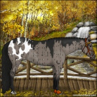 Horse Color:Gray Platinum Grullo Appaloosa Brindle 