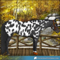 Horse Color:Black Near Leopard 