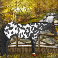 Horse Color:Black Appaloosa 