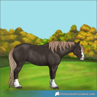 Horse Color:Liver Chestnut Rabicano 