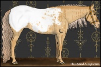 Horse Color:Palomino Dun Appaloosa Brindle
