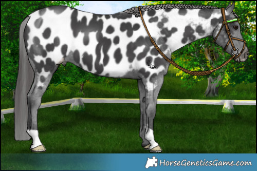 Horse Color:Black Mushroom Appaloosa 