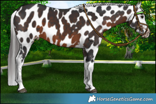Horse Color:Brown Appaloosa