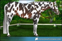 Horse Color:Brown Appaloosa 
