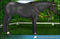 Horse Color:Black 