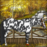 Horse Color:Black Near Leopard 