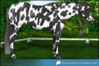 Horse Color:Black Appaloosa 