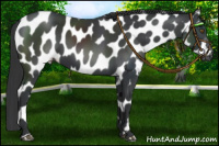 Horse Color:Black Appaloosa