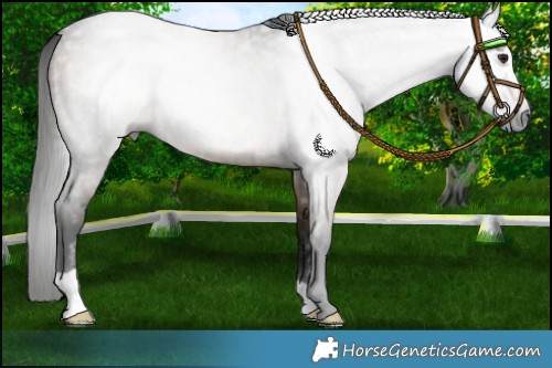 Horse Color:Gray Bay Roan Dun Brindle