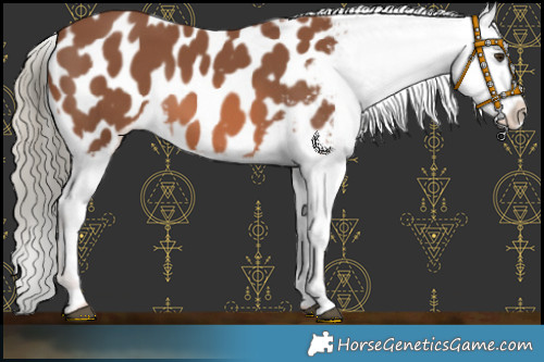 Horse Color:Chestnut Mushroom Appaloosa 