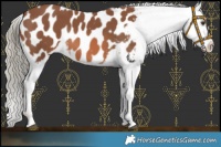 Horse Color:Chestnut Mushroom Appaloosa 