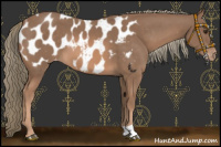 Horse Color:Chestnut Mushroom Appaloosa