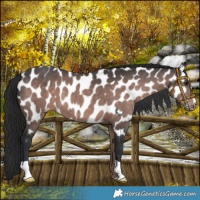 Horse Color:Platinum Brown Appaloosa 
