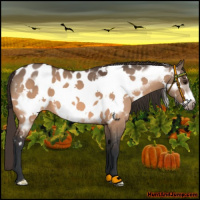 Horse Color:Brown Dun Frame Appaloosa 