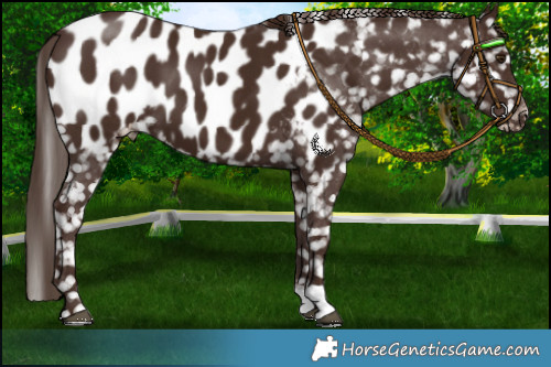 Horse Color:Liver Chestnut Appaloosa 