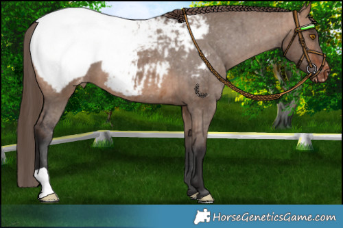 Horse Color:Bay Dun Appaloosa Brindle