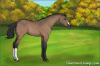 Horse Color:Brown Dun Rabicano 