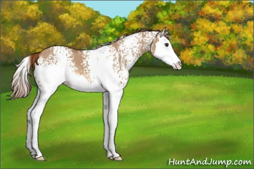 Horse Color:White Spotted Red Dun Splash 