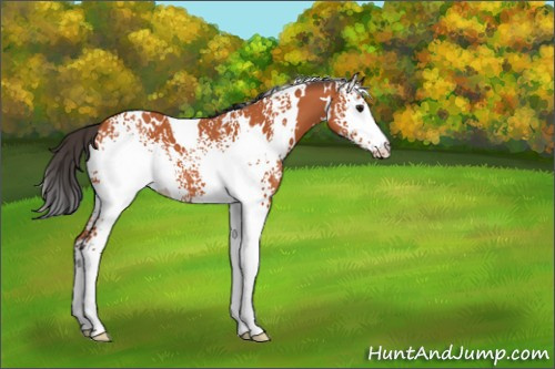 Horse Color:White Spotted Bay 