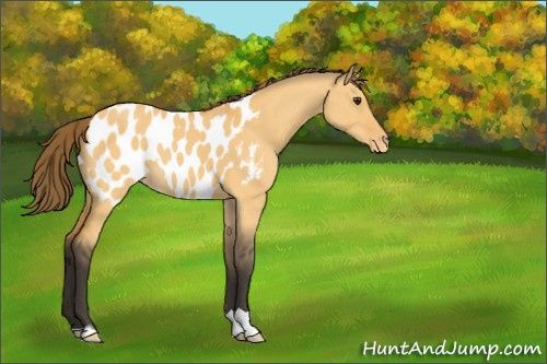 Horse Color:Buckskin Dun Appaloosa 