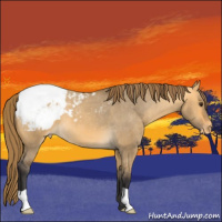 Horse Color:Buckskin Dun Appaloosa 