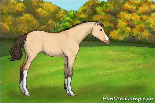 Horse Color:Buckskin Dun 