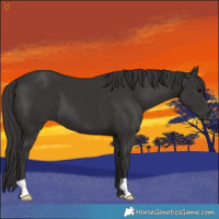 Horse Color:Smoky Black 