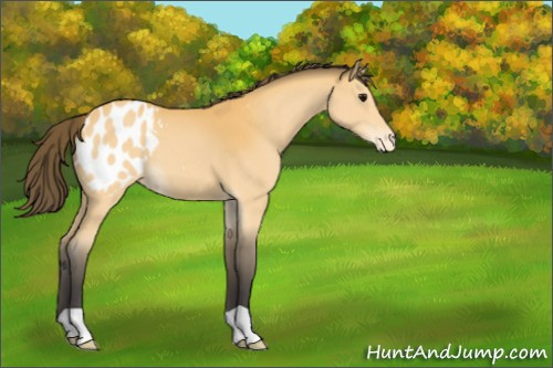 Horse Color:Buckskin Appaloosa 