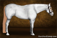 Horse Color:Gold Champagne Appaloosa 
