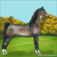 Horse Color:Brown Roan 