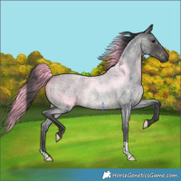 Horse Color:Blue Roan 