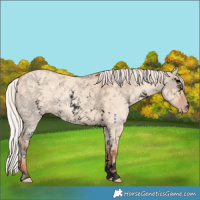 Horse Color:Void Silver Sable Champagne Dun Sabino 