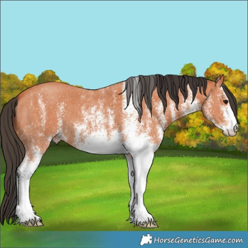 Horse Color:White Spotted Bay 
